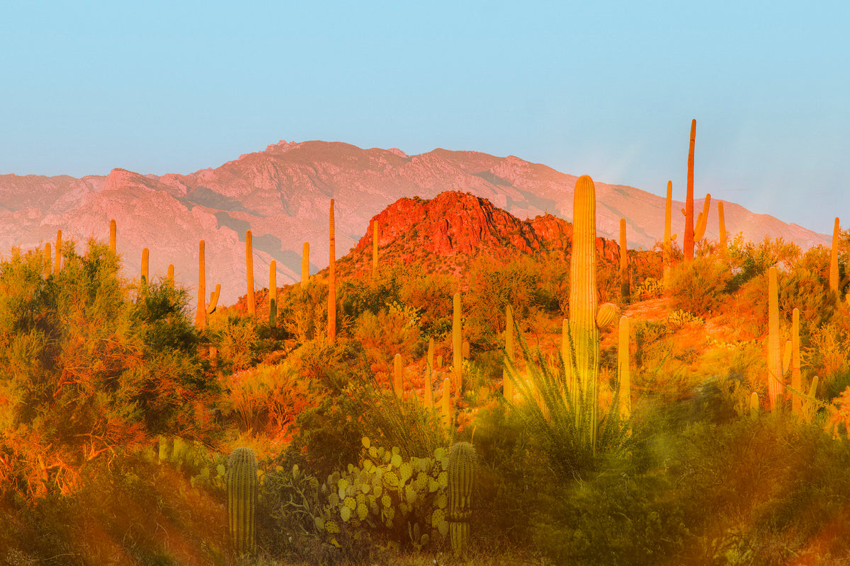 Desert Glow