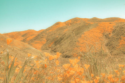 The People Came for the Poppies. The Poppies Didn't Survive It.