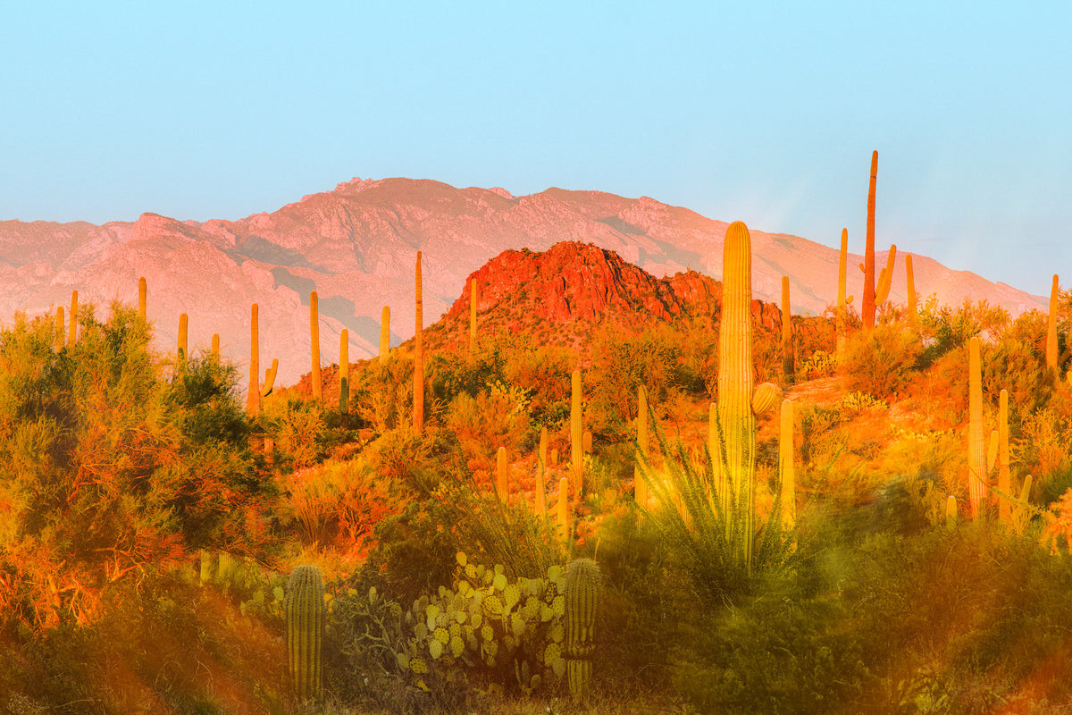 Desert Glow