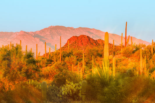 Desert Glow
